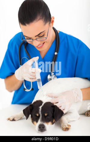 Femmina e giovane medico veterinario dando la vaccinazione per cane Foto Stock