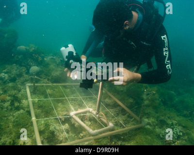 Ricerca subacquea su una barriera corallina utilizzando la fotografia digitale per fare secare specie conta in Abrolhos, Brasile Foto Stock
