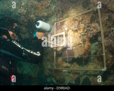 Ricerca subacquea su una barriera corallina utilizzando la fotografia digitale per fare secare specie conta in Abrolhos, Brasile Foto Stock