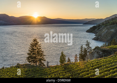 Vigneto affacciato sul Lago Okanagan, Naramata Bench, regione Okanagan, British Columbia, Canada Foto Stock