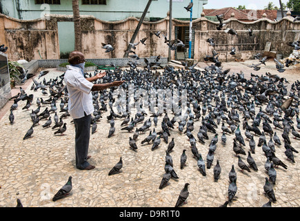 La preghiera quotidiana e rituale di alimentazione dei piccioni al Dharmanath tempio Jain di Fort Cochin (Kochi), Kerala, India Foto Stock