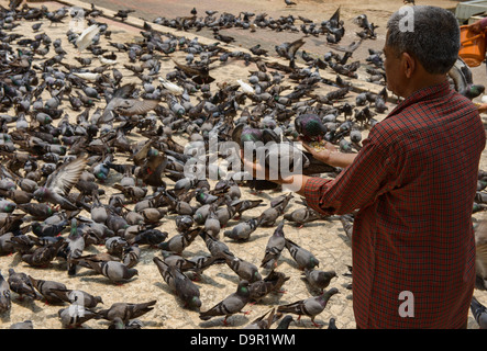 La preghiera quotidiana e rituale di alimentazione dei piccioni al Dharmanath tempio Jain di Fort Cochin (Kochi), Kerala, India Foto Stock