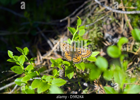 Pearl-delimitata Fritillary, Boloria euphrosyne, butterfly Foto Stock