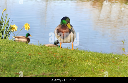 Mallard duck su una riva di un fiume Foto Stock