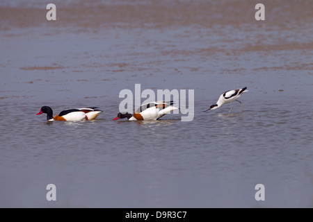 Avocetta Recurvirostra avocetta vedendo Shellducks off Foto Stock