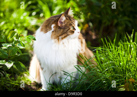 Cat outdoor in natura Foto Stock