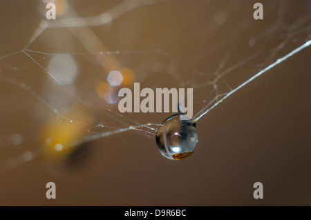 Bellissima vista ravvicinata della goccia d'acqua su una ragnatela, macro Foto Stock