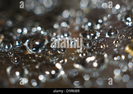 Bellissima vista ravvicinata di gocce di acqua su una ragnatela, macro Foto Stock