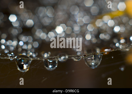 Bellissima vista ravvicinata di gocce di acqua su una ragnatela, macro Foto Stock