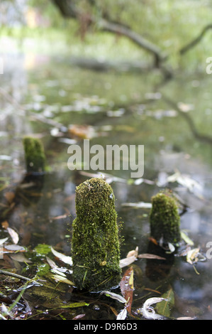 Struttura di muschio di monconi fuori dell'acqua nello stagno Foto Stock
