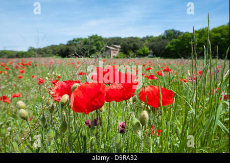 Papaveri in fiore su un prato vicino St-Paul-Trois-Châteaux nella Drôme Rhône-Alpes, in Francia Foto Stock