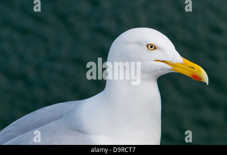 Seagull permanente sulla baia di Whitby Pier con il mare in background Foto Stock