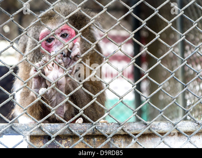 Scimmia in gabbia allo zoo Foto Stock