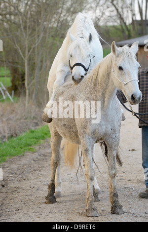 Pony Connemara stallone la copertura Foto Stock