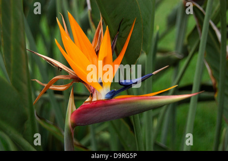 Fotografia di uccello del paradiso dei fiori (Strelitzia reginae) Foto Stock