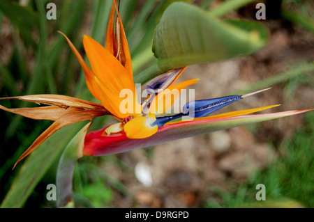 Fotografia di uccello del paradiso dei fiori (Strelitzia reginae) Foto Stock