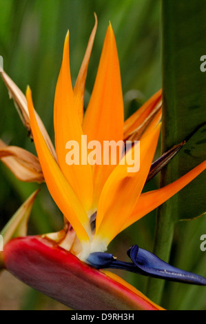 Fotografia di uccello del paradiso dei fiori (Strelitzia reginae) Foto Stock