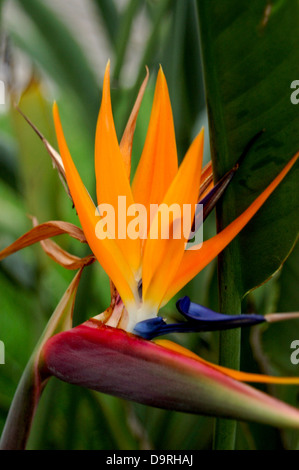 Fotografia di uccello del paradiso dei fiori (Strelitzia reginae) Foto Stock