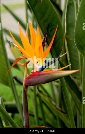 Fotografia di uccello del paradiso dei fiori (Strelitzia reginae) Foto Stock