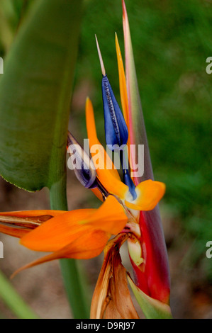 Fotografia di uccello del paradiso dei fiori (Strelitzia reginae) Foto Stock