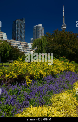 Il blu e il giallo dei fiori in musica di Toronto con giardino condomini e CN Tower e cielo blu chiaro Foto Stock