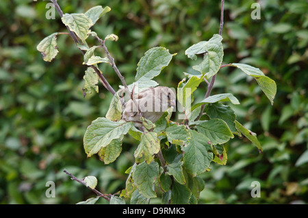 Passeri guardare da un albero di mele Foto Stock