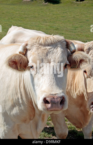 Una mucca in un piccolo allevamento di Bull (maschio) mucche con corna di punta in un campo nel nord della Francia. Essi sembrano essere Charolais bestiame. Foto Stock