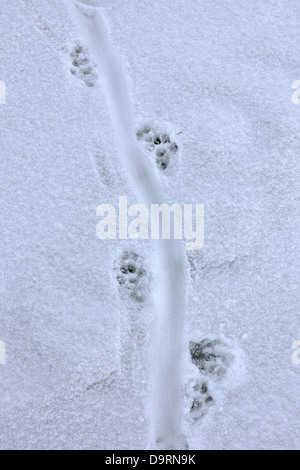 Unione Lontra di fiume (Lutra lutra) close up di footprint e il sentiero di coda trascinare nella neve in inverno Foto Stock