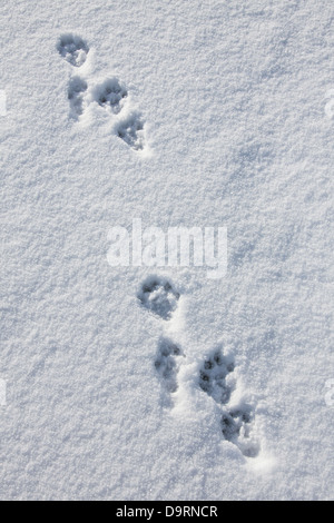 Unione Lontra di fiume (Lutra lutra) close up di Orme nella neve in inverno Foto Stock