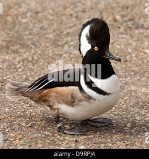 Un Hooded Merganser anatra (Lophodytes Cucullatus) Foto Stock