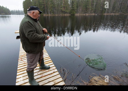Uomo anziano il controllo di una trappola di pesce ( katiska ) , Finlandia Foto Stock