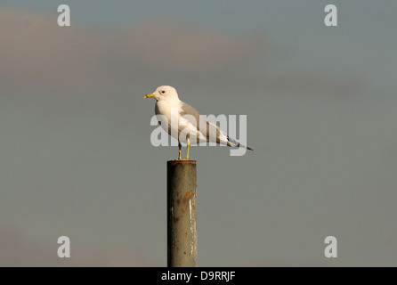 gabbiano a gambe gialle sul palo Foto Stock