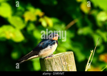 Baby swallow sul palo da recinzione in attesa di essere alimentate da un adulto. Foto Stock