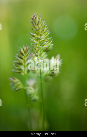 Marche, Italia Foto Stock