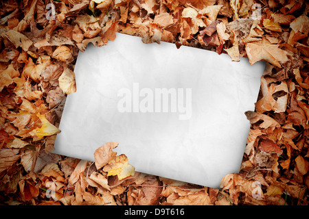 Poster bianca annegato in foglie Foto Stock