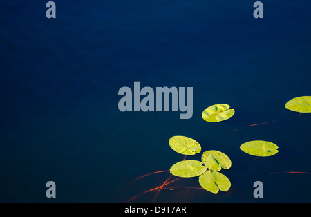 Ninfee sboccia nel giorno di estate Foto Stock