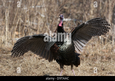 Eastern wild turchia - maschio Foto Stock