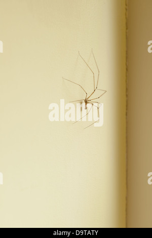 Lunghe zampe corposo cantina spider daddy longlegs dentro casa aderendo sul dipinte di crema angolo della camera a parete Foto Stock