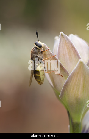 Drone rastremata Fly emergenti Diptera hover volare da pupa spesso erroneamente interpretato come una delle api o vespe che assomiglia Foto Stock