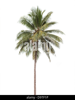 Coconut Palm tree isolati su sfondo bianco. Foto Stock