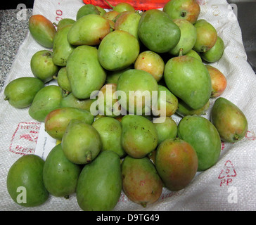 Il CBP Agricoltura specialisti arrestato un 71-anno vecchio con 57 Manghi sommerso nascosto nel suo Lugga. Foto Stock