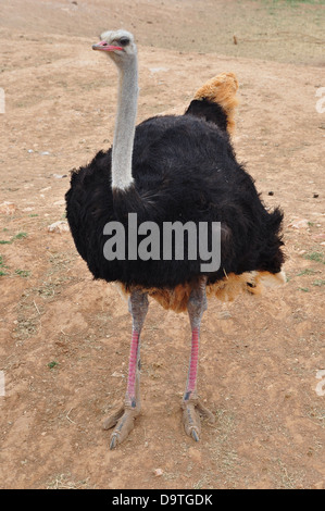 Selvatico Africano grandi struzzo flightless bird con un collo lungo e le gambe. Sfondo animale. Foto Stock