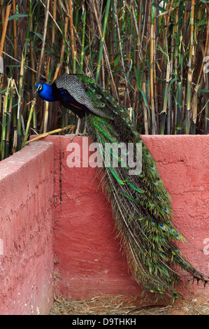 Peacock con coda lunga e variopinto piumaggio iridescente. Bird seduto sul muro. Foto Stock