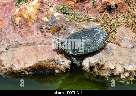 Rosso-eared slider turtle dal bordo dell'acqua. Foto Stock