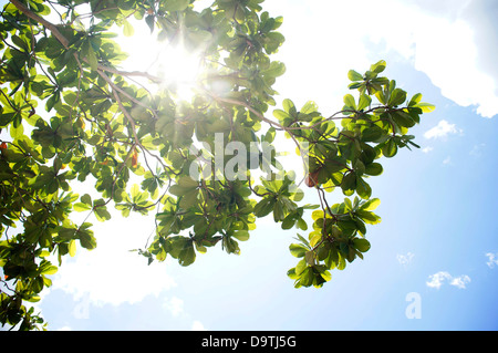 Il verde delle foglie e la trave di Sun Foto Stock