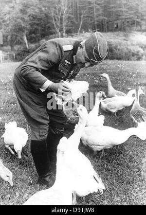 I soldati della Wehrmacht tedesca sono raffigurati sul fronte. Luogo sconosciuto. La Propaganda nazista! Sul retro dell'immagine è datato 9 agosto 1943: 'Tanti arrosti natalizi - ancora vivi! Un'unità della linea anteriore vicino lago di Ilmen ha salvato precauzionalmente parecchie oche riproduttrici dalla padella - una misura che assicura l'arrosto di Natale per i compagni." Fotoarchiv für Zeitgeschichte Foto Stock