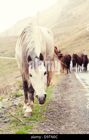 Allevamento di cavalli su una strada di montagna. La Georgia. Foto Stock