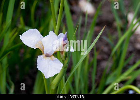 Iris Sibirica 'piaceri di Maggio" Foto Stock