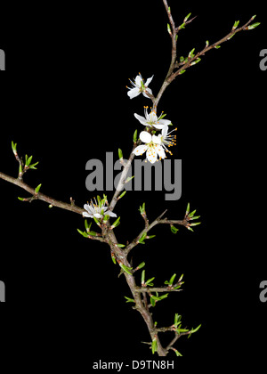 Prunus spinosa - prugnolo blossom Foto Stock