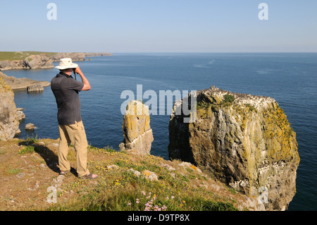 Uomo che guarda una colonia di Guillemots Uria aalga sulla pila di rocce pile Elegug Castle Martin Pembrokeshire Wales Cymru REGNO UNITO GB Foto Stock